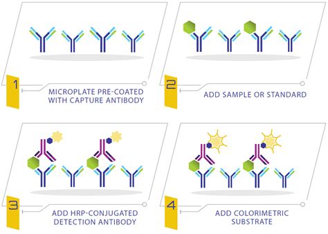 elisa sensitivity range